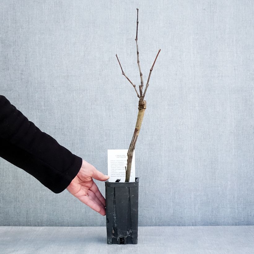 Vitis vinifera Pinot Noir - Grape Vine 1L/1.5L potShipped height around 60/80cm sample as delivered in winter