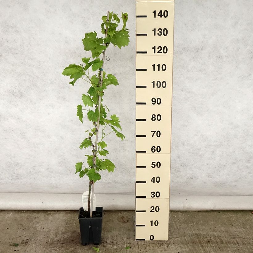 Vitis vinifera Aperina rossa - Seedless Grape vine 3L/4L pot sample as delivered in summer