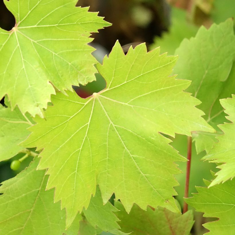 Vitis vinifera Solara - Grape vine (Foliage)