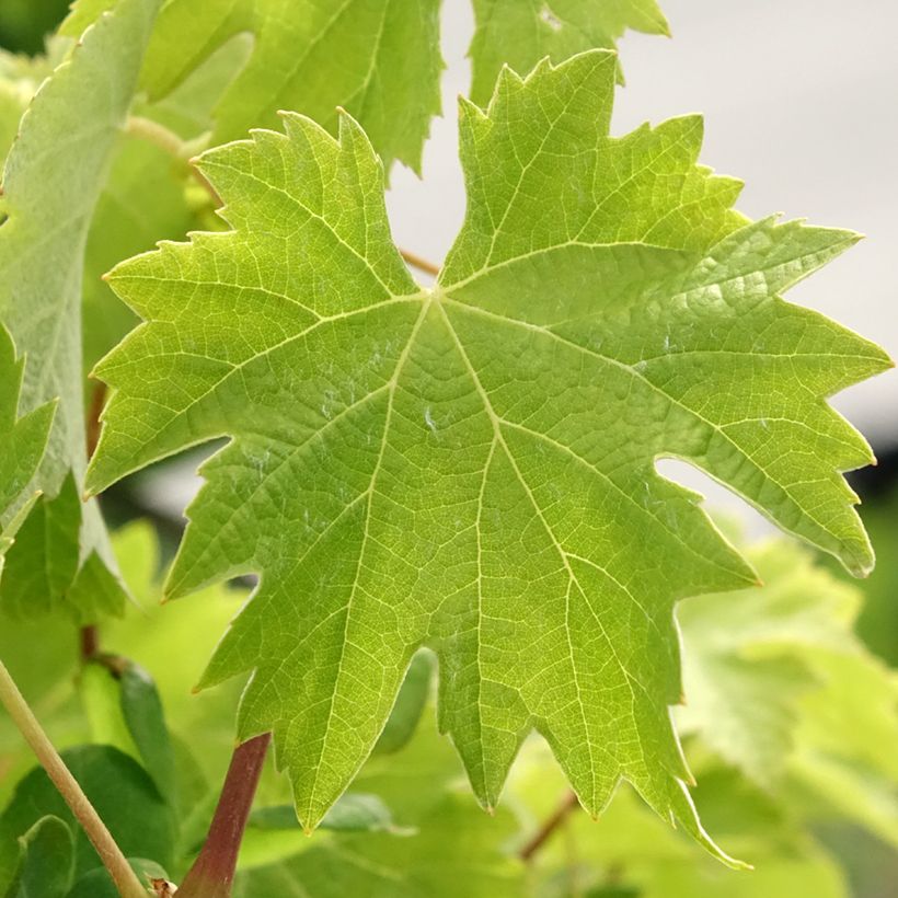 Vitis vinifera Timorasso - Grapevine (Foliage)