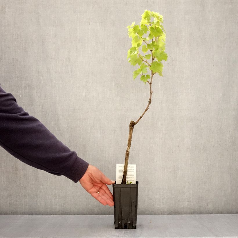 Vitis vinifera Timorasso - Grapevine 1.5L/2L pot sample as delivered in spring