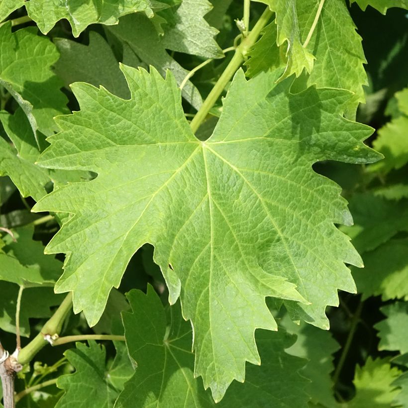 Vitis vinifera Vermentino - Grape vine (Foliage)