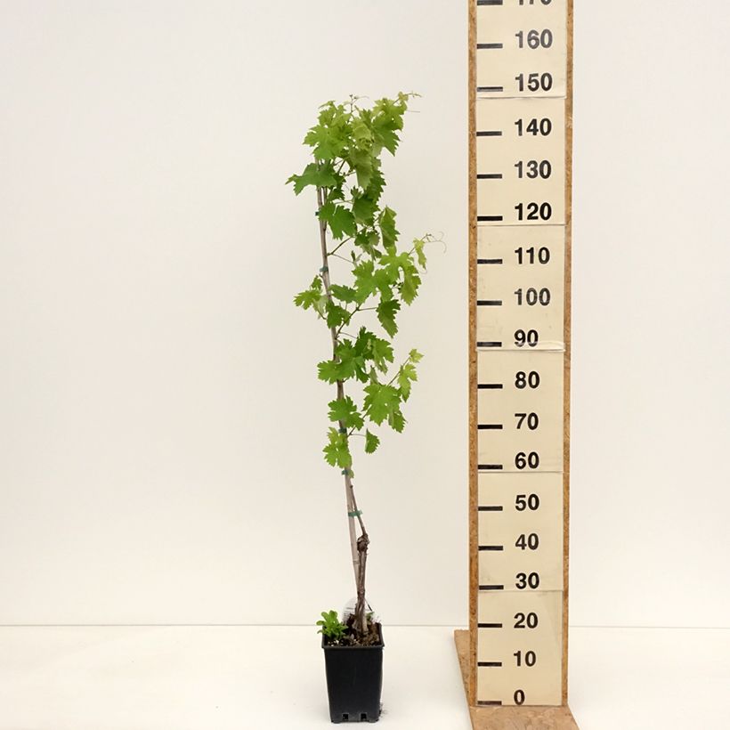 Vitis vinifera Vermentino - Grape vine 1.5L/2L pot sample as delivered in spring