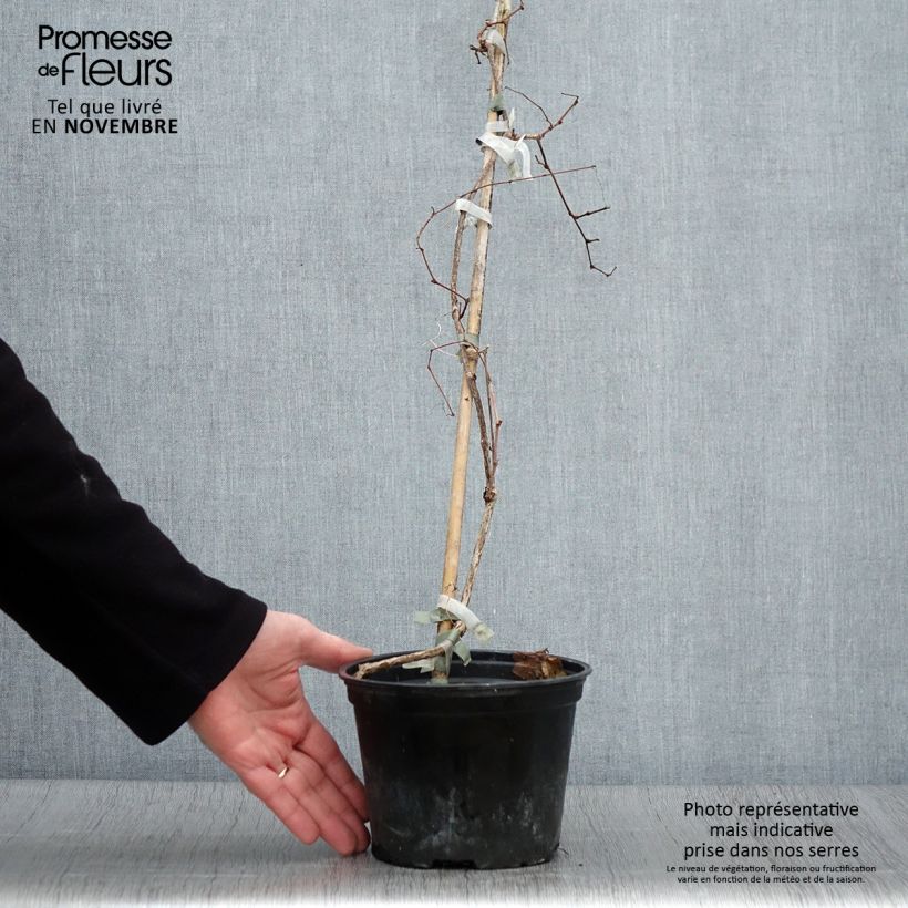 Ampelopsis brevipedunculata Elegans - Porcelainberry 1.5L/2L pot sample as delivered in autumn
