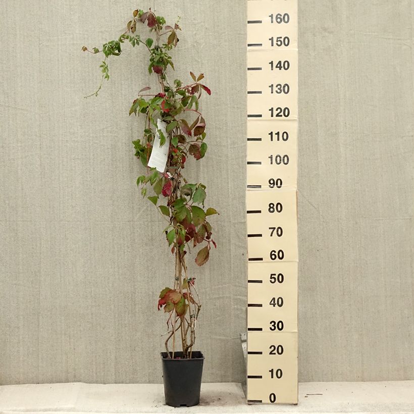 Parthenocissus viteacea 4L/5L pot sample as delivered in summer