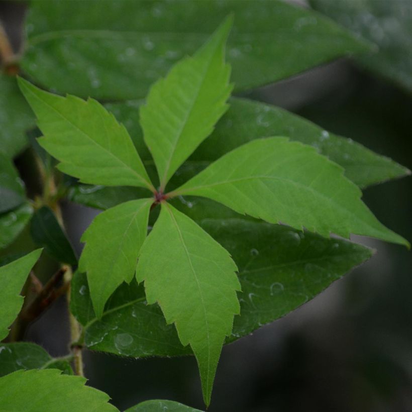 Parthenocissus quinquefolia Engelmannii - Virginia Creeper (Foliage)