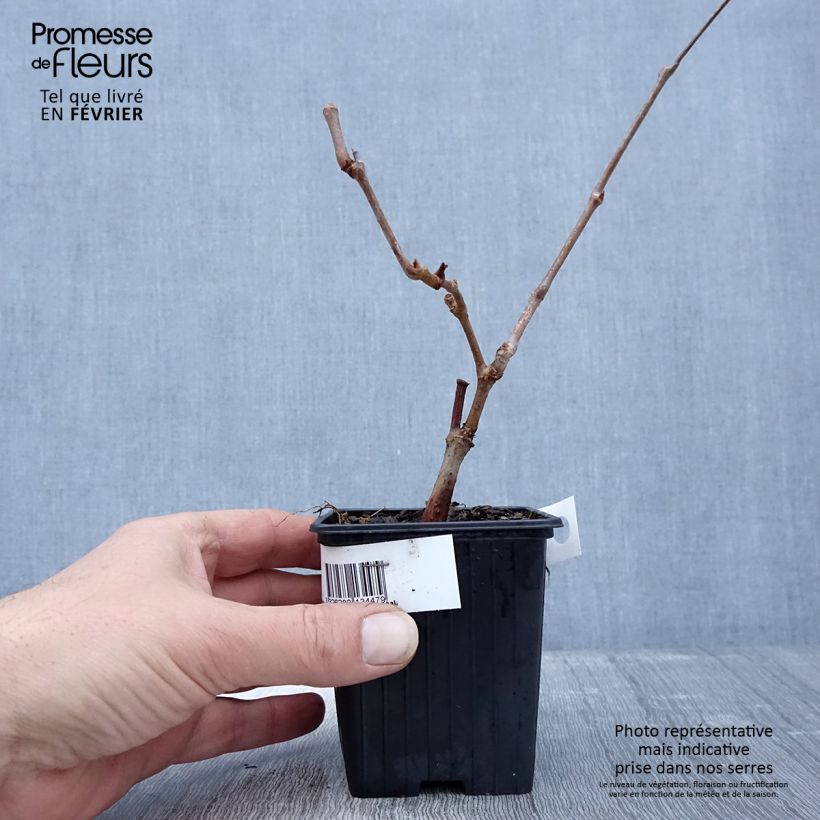 Parthenocissus quinquefolia Kirigami- Virginia Creeper 8/9 cm pot sample as delivered in winter