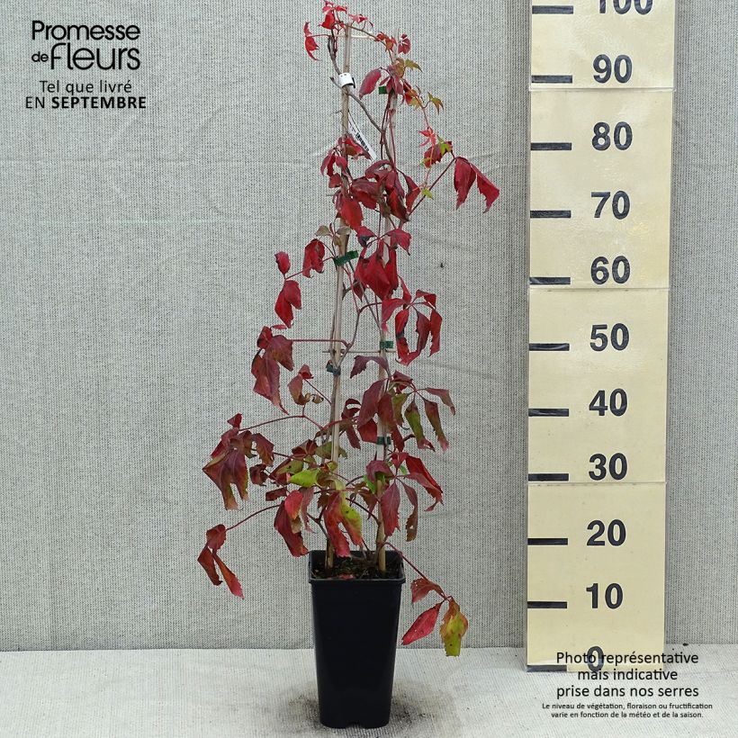 Parthenocissus quinquefolia Murorum - Virginia Creeper 1.5L/2L pot sample as delivered in summer