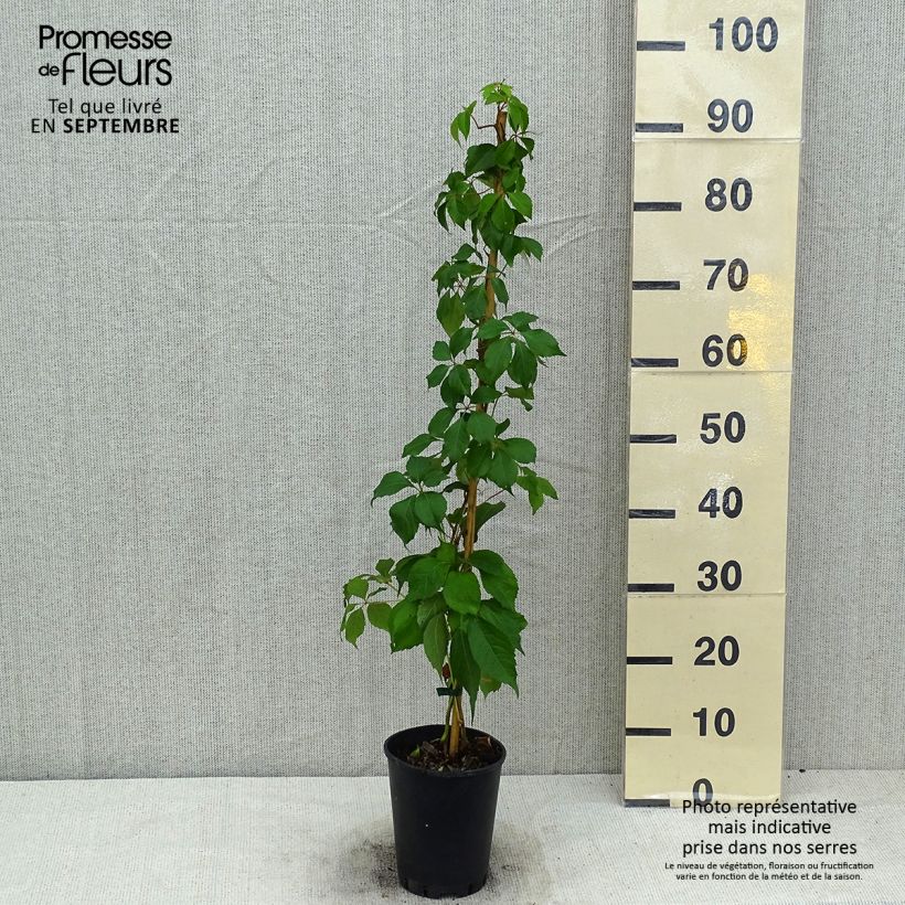 Parthenocissus quinquefolia Murorum - Virginia Creeper 3L/4L pot sample as delivered in summer