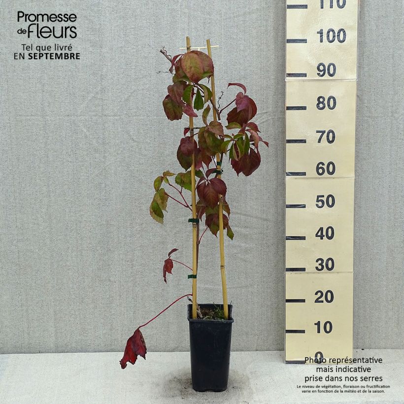 Parthenocissus quinquefolia Red Wall- Virginia Creeper 2L/3L pot sample as delivered in summer