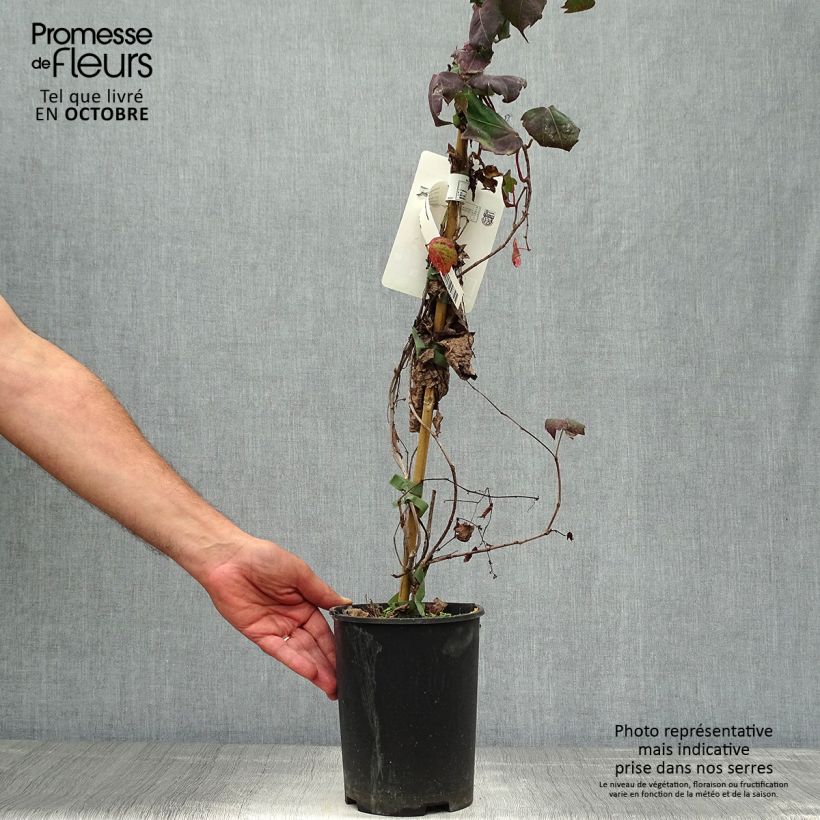 Parthenocissus tricuspidata Atropurpurea- Boston Ivy 2L/3L pot sample as delivered in autumn