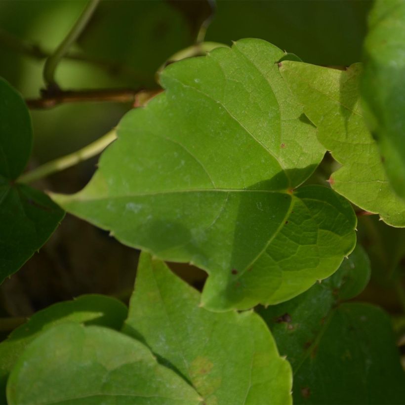 Parthenocissus tricuspidata Fenway Park - Boston Ivy (Foliage)