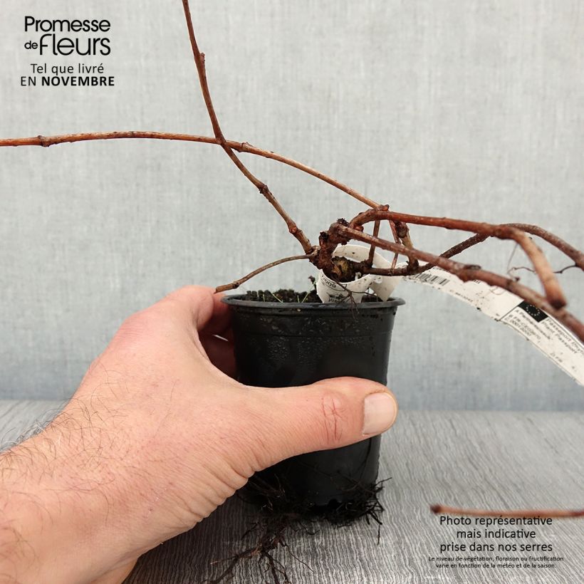 Parthenocissus tricuspidata Veitchii - Boston Ivy 8/9 cm pot sample as delivered in autumn