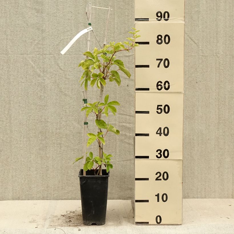 Parthenocissus quinquefolia Yellow Wall- Virginia Creeper 3L/4L pot sample as delivered in summer