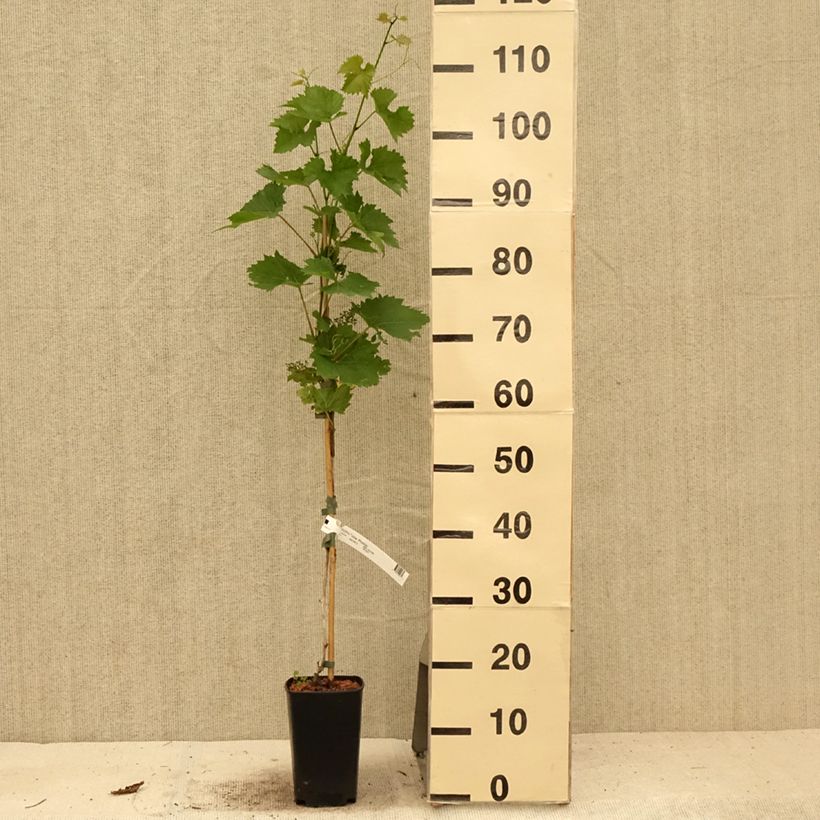 Vitis vinifera Phoenix 2L/3L pot sample as delivered in summer