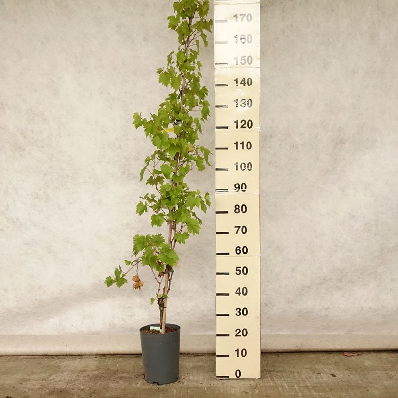 Vitis vinifera Palatina - Grape Vine 4L/5L pot sample as delivered in summer