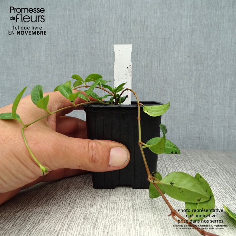 Vinca minor Atropurpurea 8/9 cm pot sample as delivered in autumn