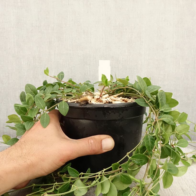 Vinca minor Atropurpurea 2L/3L pot sample as delivered in autumn