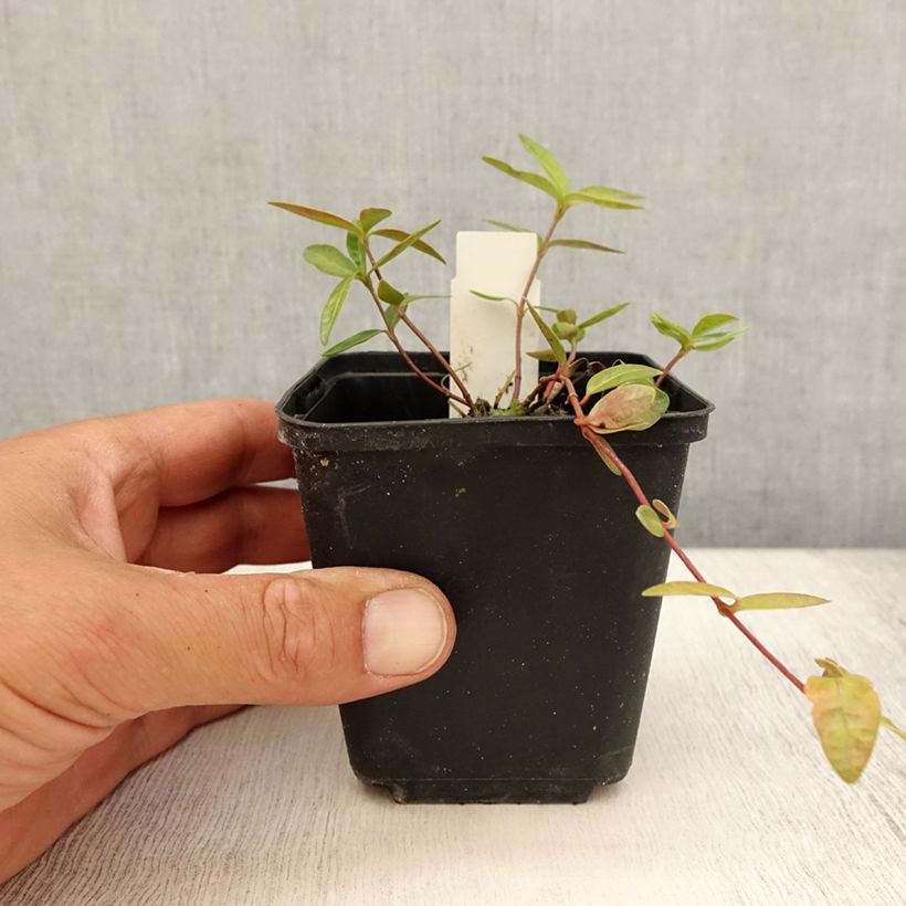Vinca minor Flower Power 8/9 cm pot sample as delivered in summer