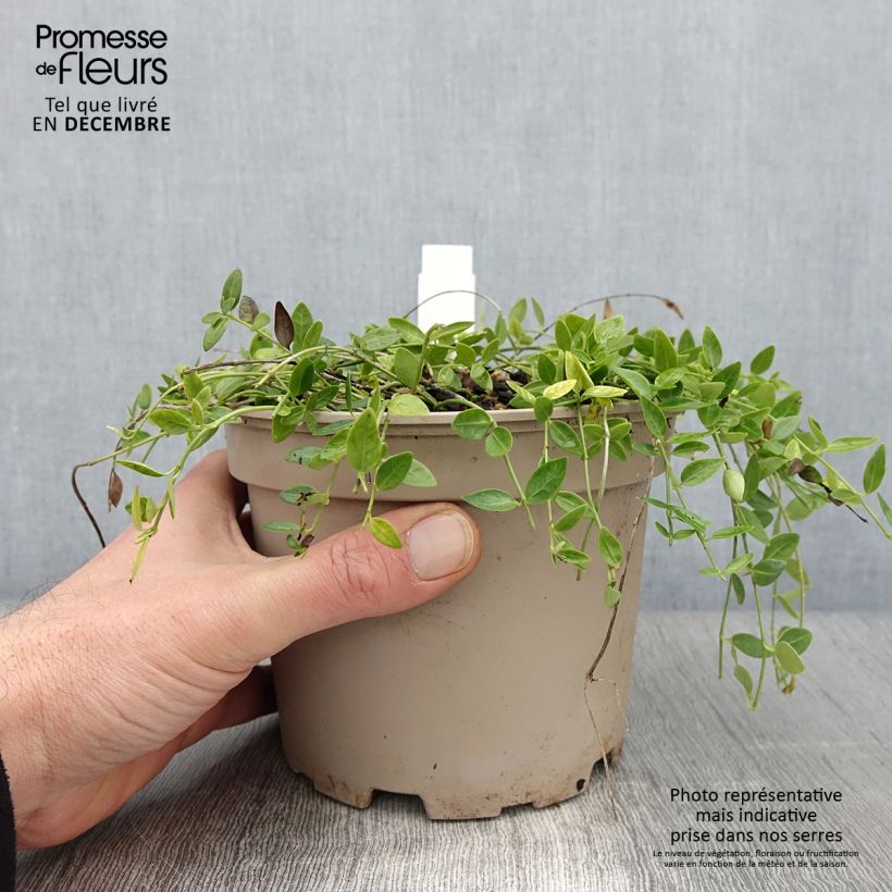 Vinca minor Gertrude Jekyll 2L/3L pot sample as delivered in autumn