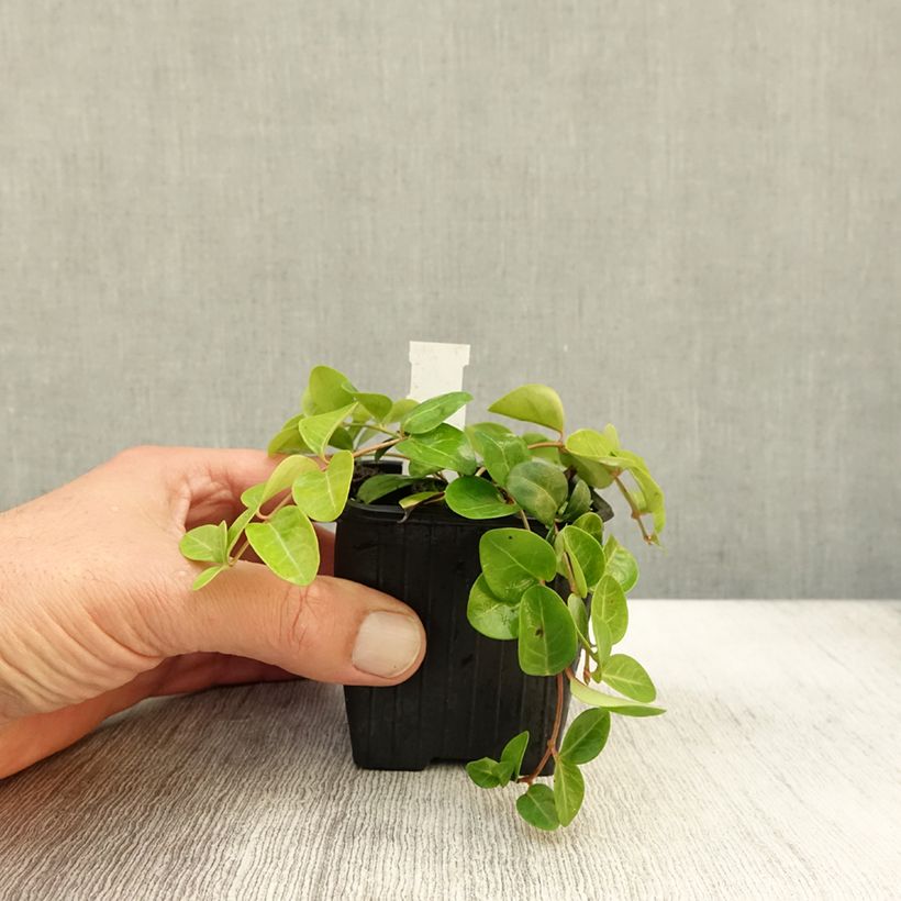 Vinca minor Green Carpet 8/9 cm pot sample as delivered in autumn