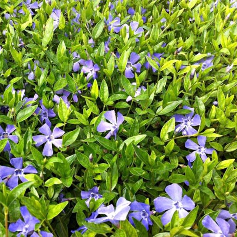 Vinca minor Josefine (Flowering)