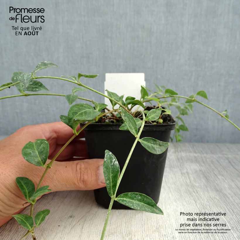 Vinca minor Valentin 8/9 cm pot sample as delivered in summer