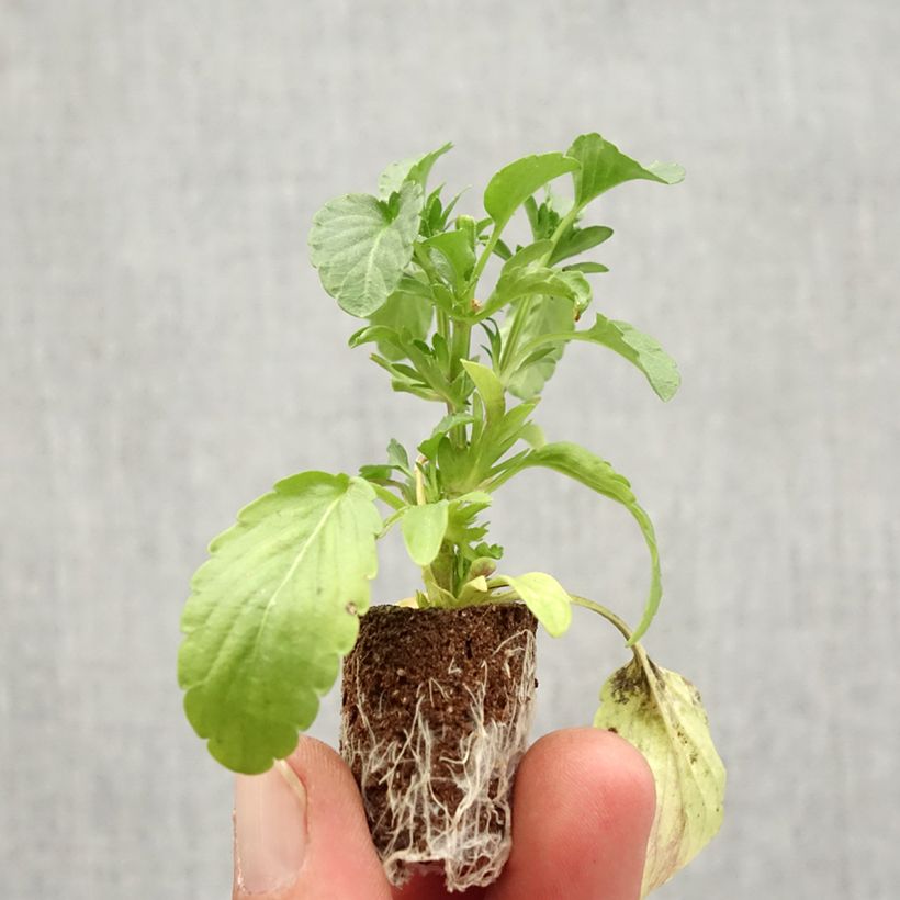 Viola hybrida Blue Moon - Pansy Plug plant 1.5/2.5 cm sample as delivered in autumn