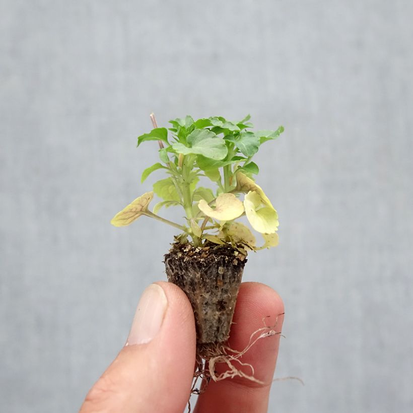 Viola cornuta Butterfly Orange and Purple Plug plant 2.2cm x 2cm - Tray of 35 sample as delivered in autumn