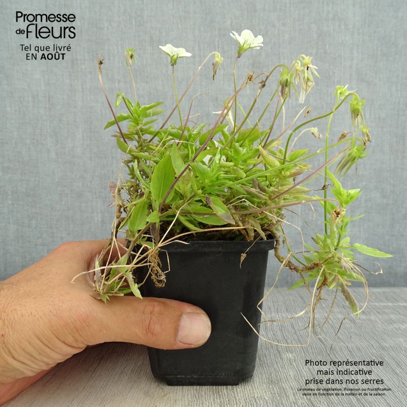 Viola cornuta Icy but spicy 8/9 cm pot sample as delivered in summer