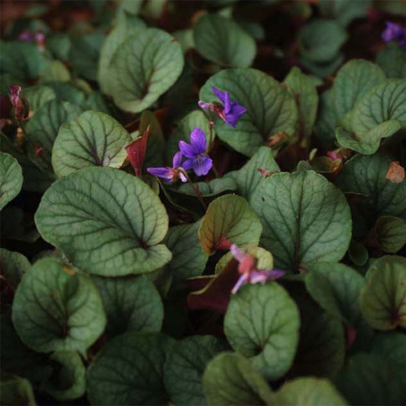 Viola walteri Silver Gem (Foliage)