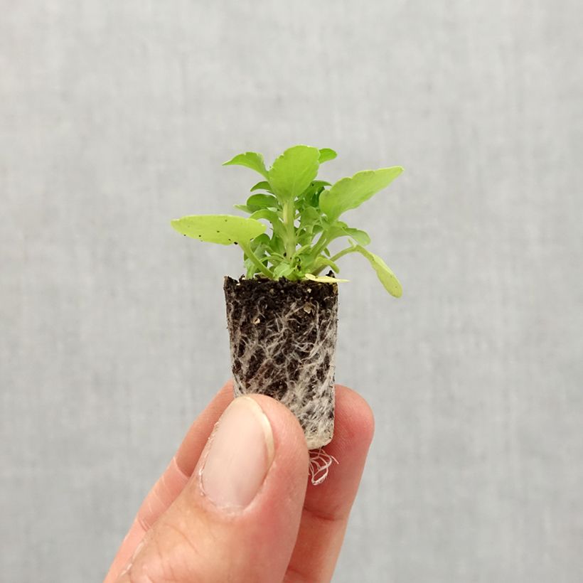 Viola Sorbet XP Raspberry - Horned Pansy Plug plant 1.5/2.5 cm sample as delivered in autumn