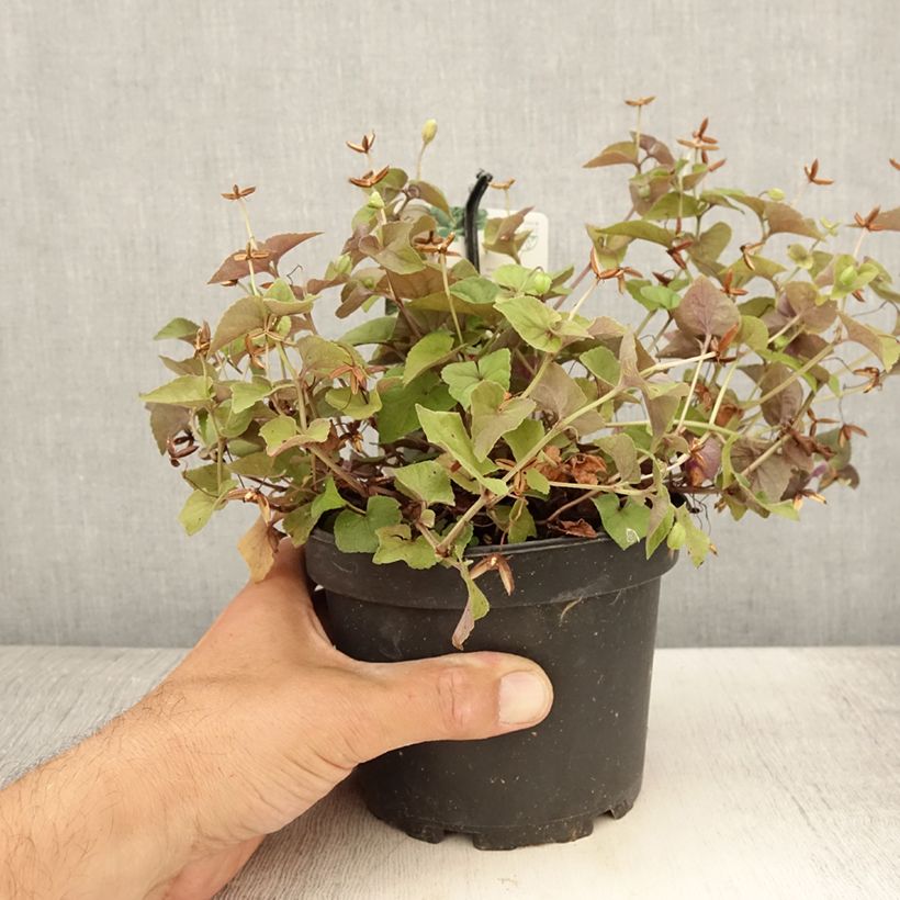 Viola riviniana var. purpurea  1.5L/2L pot sample as delivered in summer
