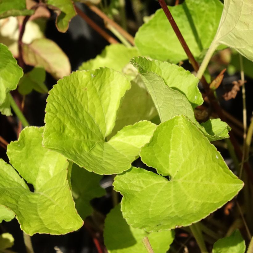 Viola x odorata Mrs Pinehurst (Foliage)