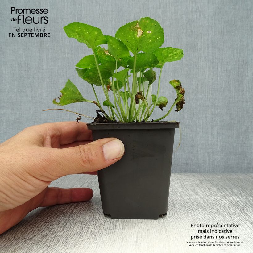 Viola odorata Vanilla 8/9 cm pot sample as delivered in autumn