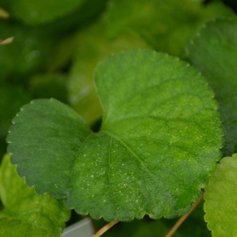 Viola odorata Alba (Foliage)