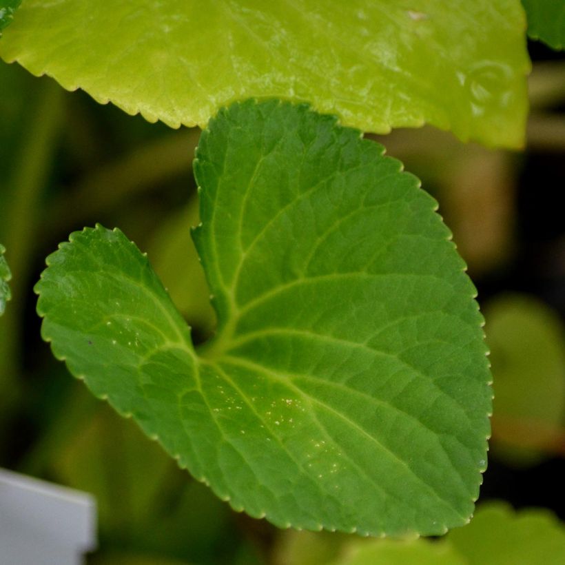 Viola sororia Freckles (Foliage)