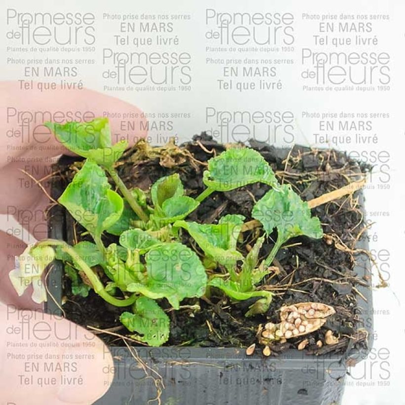 Example of Viola sororia Priceana 8/9 cm pot specimen as delivered
