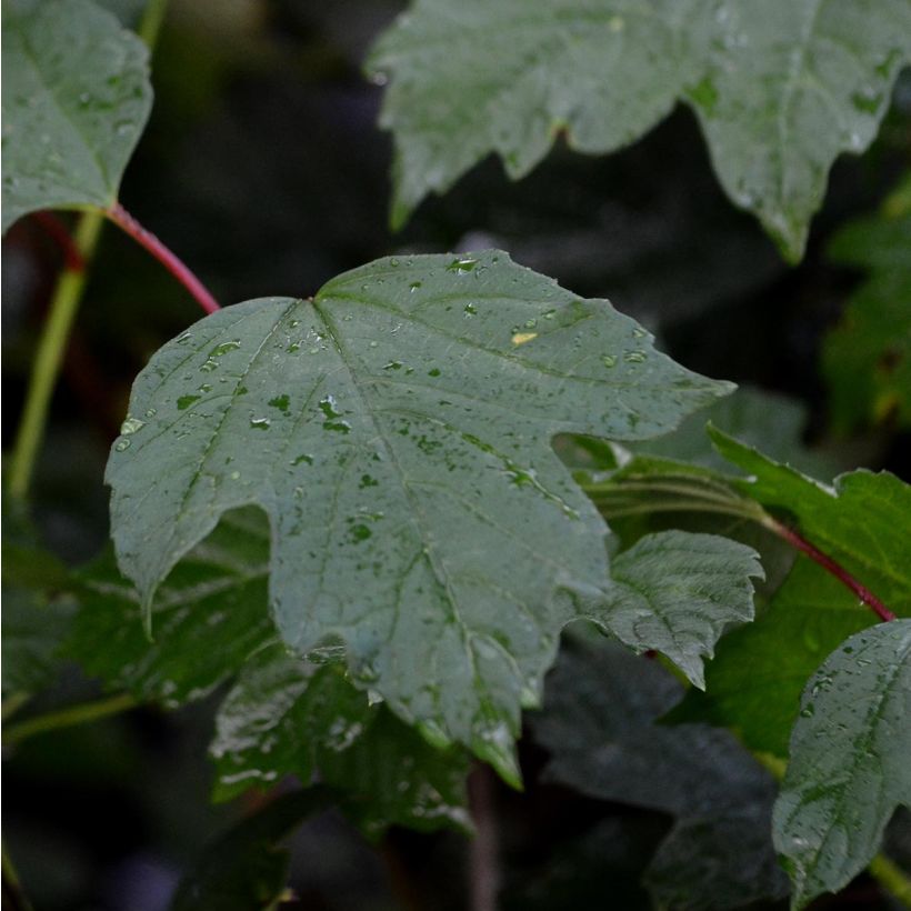 Guelder rose - Viburnum opulus (Foliage)