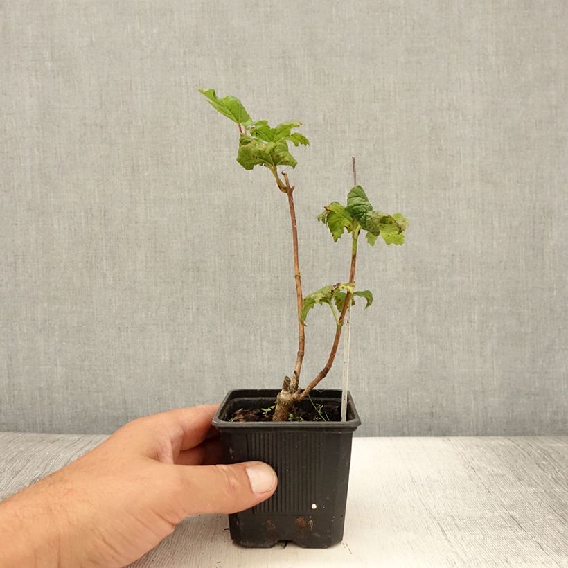 Snowball Viburnum - Viburnum opulus Roseum 8/9 cm pot sample as delivered in summer