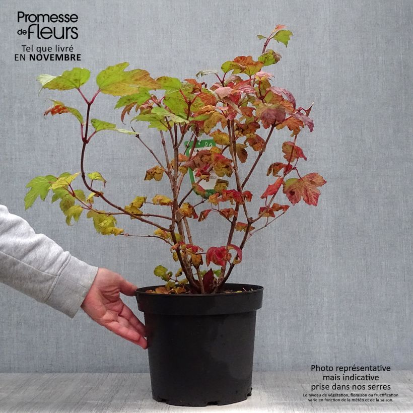 Snowball Viburnum - Viburnum opulus Roseum 7.5L/10L pot sample as delivered in autumn
