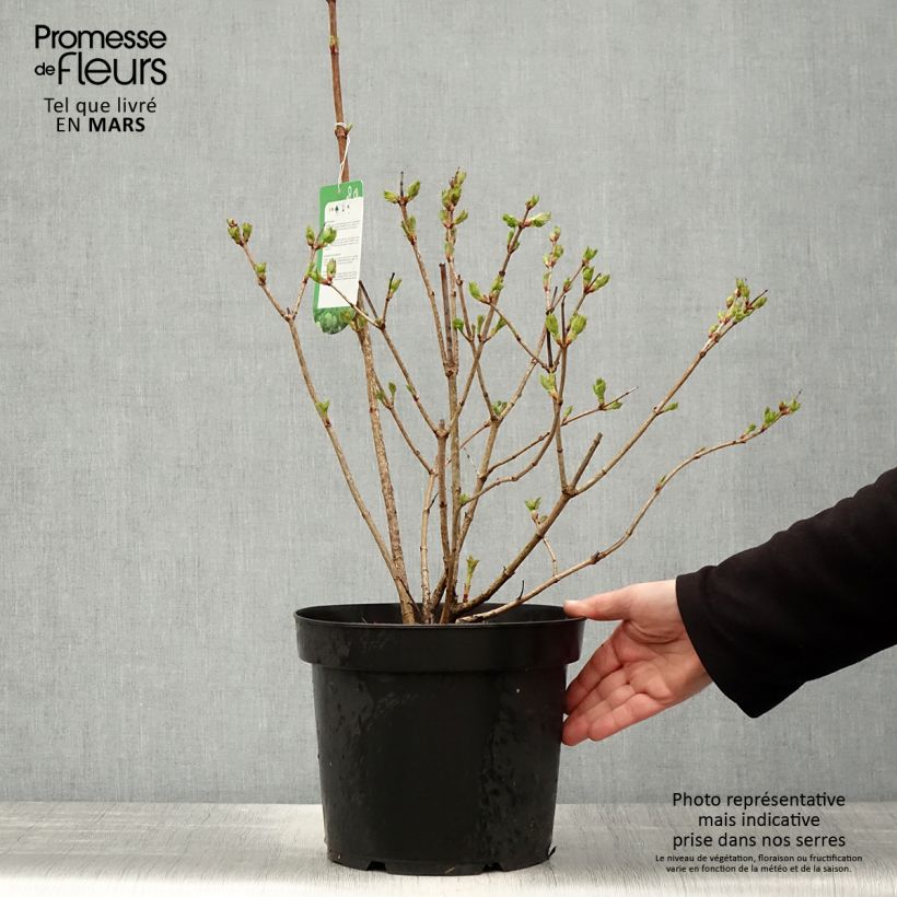 Snowball Viburnum - Viburnum opulus Roseum 7.5L/10L potShipped height around 60/80cm sample as delivered in spring