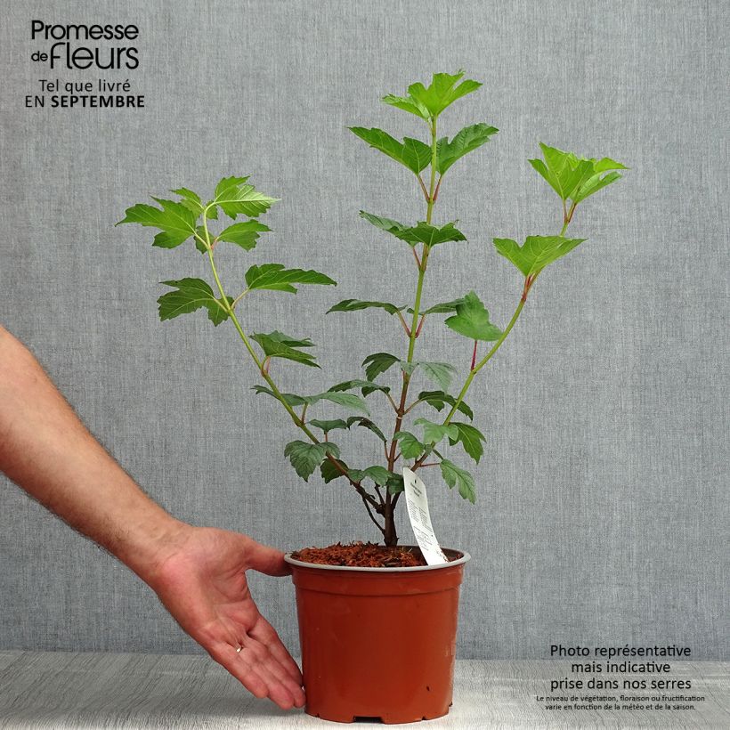 Snowball Viburnum - Viburnum opulus Roseum 2L/3L pot sample as delivered in summer