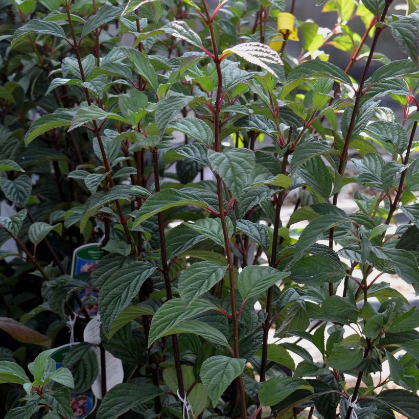 Viburnum bodnantense Dawn (Foliage)