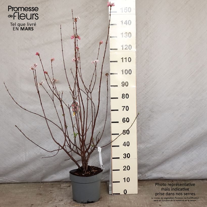 Viburnum bodnantense Dawn 7.5L/10L pot sample as delivered in spring