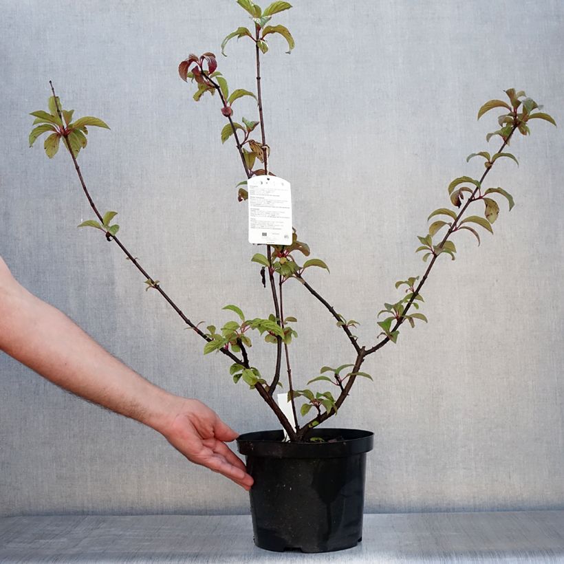 Viburnum bodnantense Dawn 6L/7L pot sample as delivered in summer