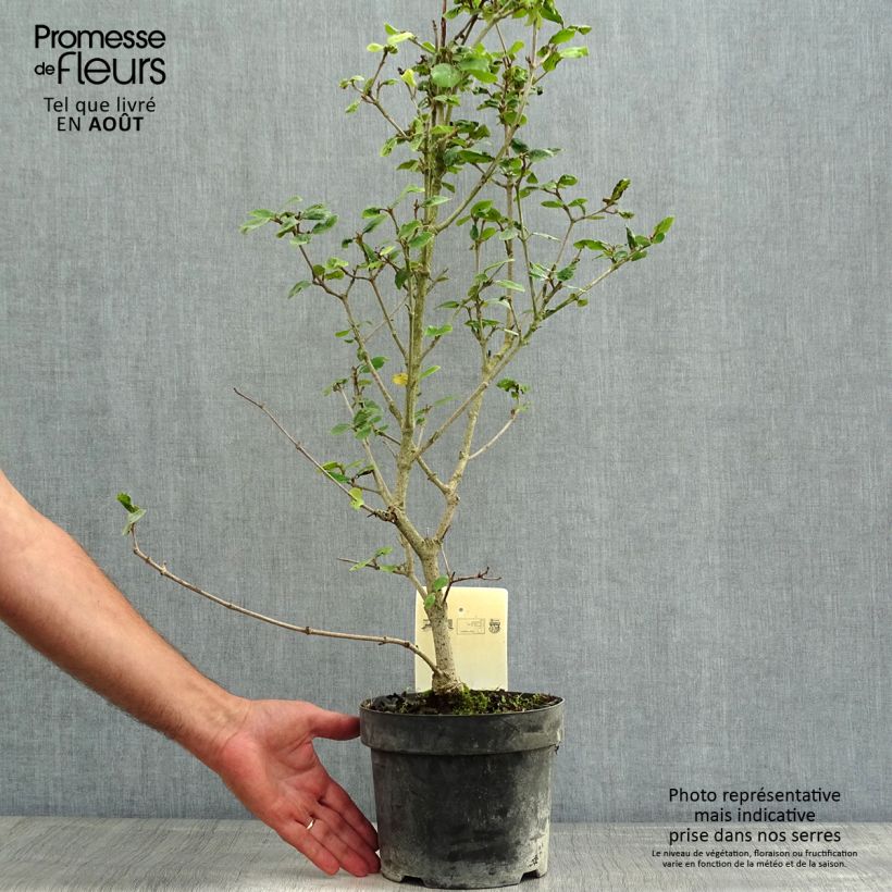Viburnum  burkwoodii Anne Russell 3L/4L pot sample as delivered in summer