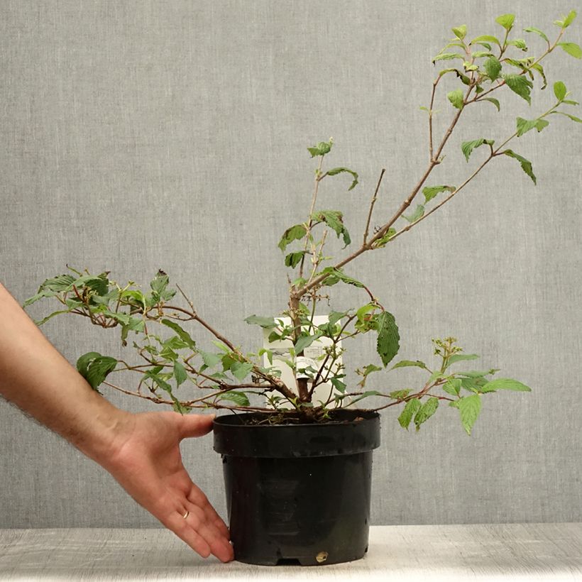 Viburnum plicatum Kilimanjaro Sunrise 2L/3L pot sample as delivered in summer