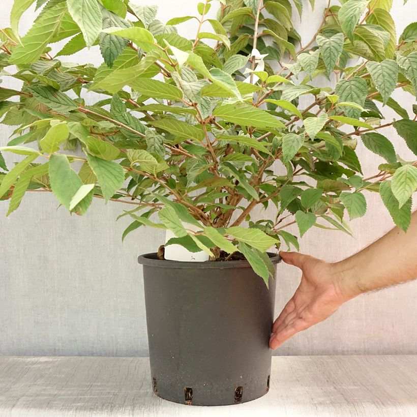 Viburnum plicatum Mariesii 7.5L/10L pot sample as delivered in summer