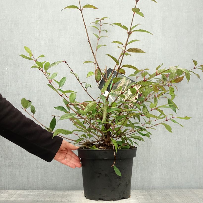 Viburnum plicatum f. tomentosum Molly Schroeder 7.5L/10L pot sample as delivered in autumn